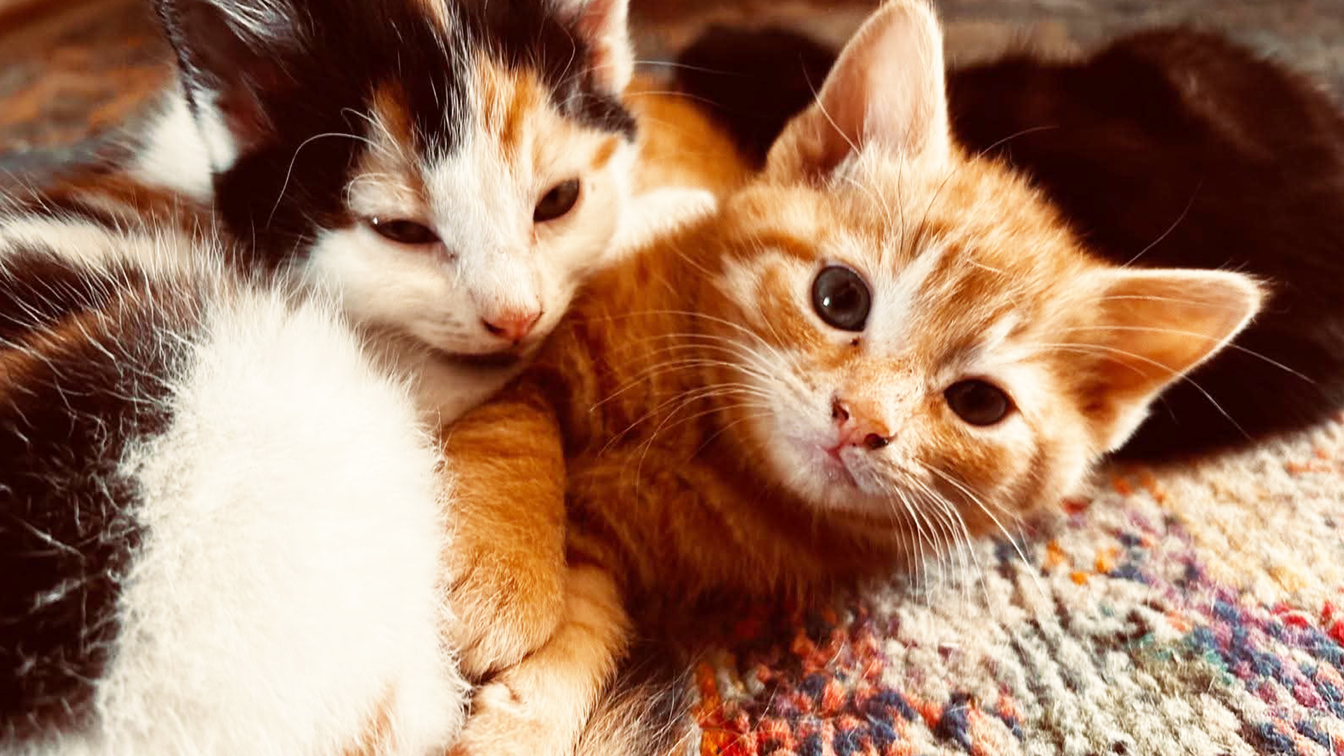 Name the kitten!